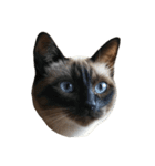 猫の顔だけ！（個別スタンプ：5）