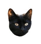猫の顔だけ！（個別スタンプ：7）