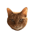 猫の顔だけ！（個別スタンプ：8）