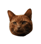 猫の顔だけ！（個別スタンプ：9）