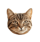 猫の顔だけ！（個別スタンプ：10）