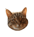 猫の顔だけ！（個別スタンプ：11）