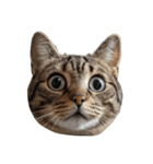 猫の顔だけ！（個別スタンプ：12）