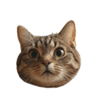 猫の顔だけ！（個別スタンプ：13）