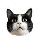 猫の顔だけ！（個別スタンプ：14）