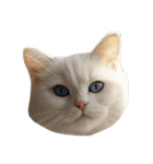 猫の顔だけ！（個別スタンプ：16）