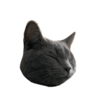 猫の顔だけ！（個別スタンプ：17）