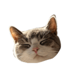 猫の顔だけ！（個別スタンプ：18）