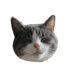 猫の顔だけ！（個別スタンプ：19）