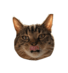 猫の顔だけ！（個別スタンプ：21）