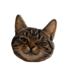 猫の顔だけ！（個別スタンプ：23）