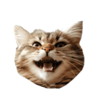 猫の顔だけ！（個別スタンプ：24）