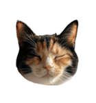 猫の顔だけ！（個別スタンプ：28）