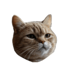 猫の顔だけ！（個別スタンプ：30）