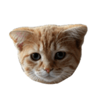 猫の顔だけ！（個別スタンプ：31）