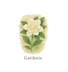 6月の花シリーズ（個別スタンプ：6）