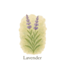 6月の花シリーズ（個別スタンプ：7）