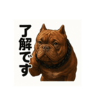 HYBRIDKENNEL ルフィ2（個別スタンプ：8）