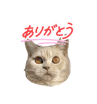 ころも日記（個別スタンプ：3）