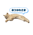 ころも日記（個別スタンプ：4）