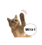 ころも日記（個別スタンプ：9）