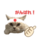 ころも日記（個別スタンプ：10）