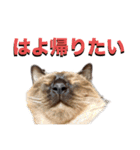 お酒とネコ好きな日常会話32（個別スタンプ：7）
