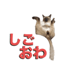 お酒とネコ好きな日常会話32（個別スタンプ：8）