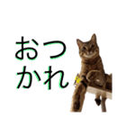 お酒とネコ好きな日常会話32（個別スタンプ：10）