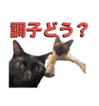 お酒とネコ好きな日常会話32（個別スタンプ：23）