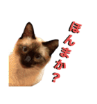 お酒とネコ好きな日常会話32（個別スタンプ：33）