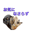 お酒とネコ好きな日常会話32（個別スタンプ：35）