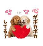 毎日使える！感情豊かで可愛いトイプードル（個別スタンプ：1）