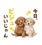 毎日使える！感情豊かで可愛いトイプードル（個別スタンプ：2）