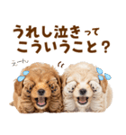 毎日使える！感情豊かで可愛いトイプードル（個別スタンプ：3）