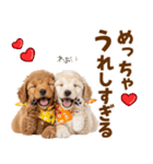 毎日使える！感情豊かで可愛いトイプードル（個別スタンプ：4）