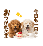毎日使える！感情豊かで可愛いトイプードル（個別スタンプ：5）