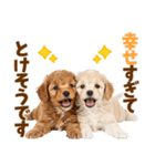 毎日使える！感情豊かで可愛いトイプードル（個別スタンプ：8）