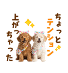 毎日使える！感情豊かで可愛いトイプードル（個別スタンプ：9）