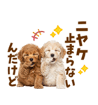 毎日使える！感情豊かで可愛いトイプードル（個別スタンプ：10）