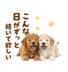 毎日使える！感情豊かで可愛いトイプードル（個別スタンプ：11）