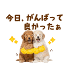 毎日使える！感情豊かで可愛いトイプードル（個別スタンプ：12）