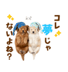 毎日使える！感情豊かで可愛いトイプードル（個別スタンプ：15）