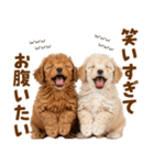 毎日使える！感情豊かで可愛いトイプードル（個別スタンプ：16）