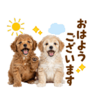 毎日使える！感情豊かで可愛いトイプードル（個別スタンプ：17）