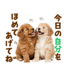 毎日使える！感情豊かで可愛いトイプードル（個別スタンプ：18）