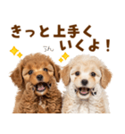 毎日使える！感情豊かで可愛いトイプードル（個別スタンプ：19）