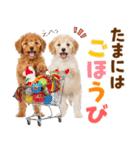 毎日使える！感情豊かで可愛いトイプードル（個別スタンプ：20）