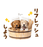 毎日使える！感情豊かで可愛いトイプードル（個別スタンプ：21）