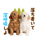 毎日使える！感情豊かで可愛いトイプードル（個別スタンプ：22）